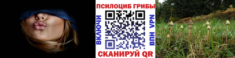 MEGA как войти Кашира Псилоцибиновые грибы Cubensis